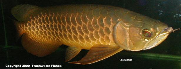 Scleropages formosus